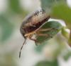 Holcostethus sp.